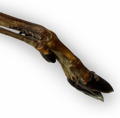 Snack Natural Pata de Ciervo