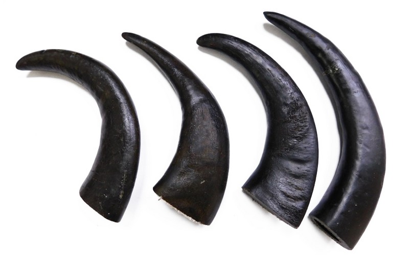 Snack Natural Cuerno de Búfalo